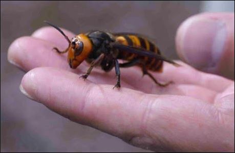Rawat Sakit Kena Sengat Tebuan Atau Lebah